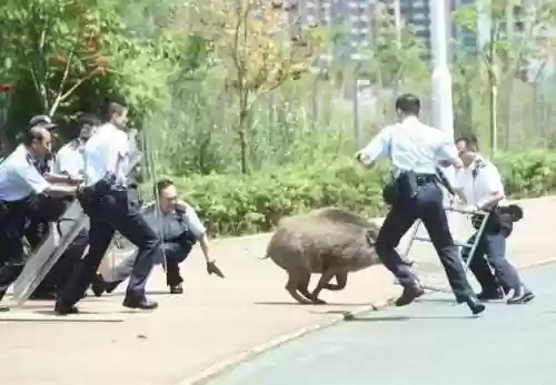 真野猪怎么打-(搞野猪用什么方法最好)插图5