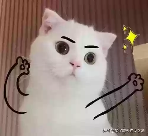 猫咪对话翻译器(猫语翻译器免费版)插图7