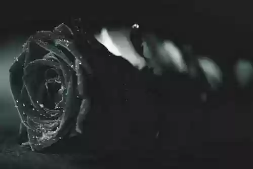 《玫瑰少年》简谱(悬溺前奏简谱)