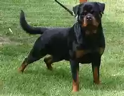 犬类智商排名(什么小狗最聪明排名第一)插图1