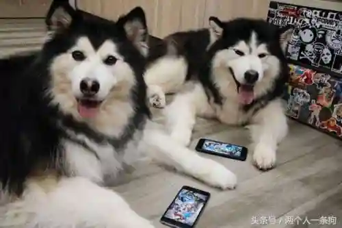 如何碰上猪队友阵容(遇到猪一样的队友怎么办)插图2