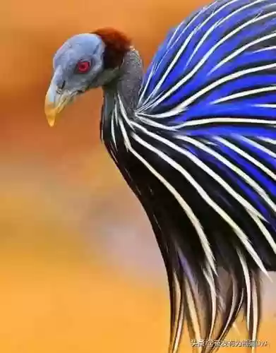 动物园里动物100种(动物园里有什么动物呢)插图39