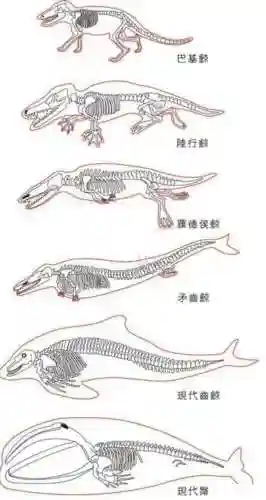 鲸鱼是鱼吗(鲸鱼属于什么动物)插图5