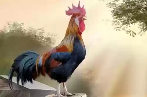 碧海龙阵容(多多自走棋龙法阵容)插图2