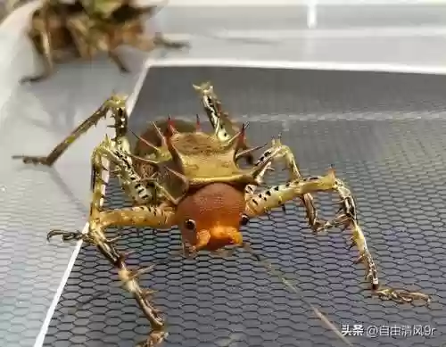 动物大作战无敌阵容(动物战争模拟器辅助菜单最新版)插图31