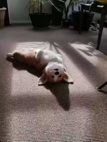 柯基狗狗图片(柯基犬多少钱一只)插图4