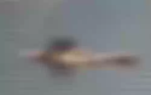 巨人观图片(法医为什么害怕巨人观)