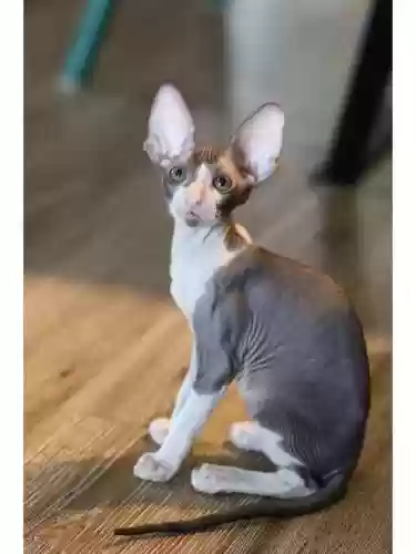 72种猫咪品种大全(猫品种大全100种图片)插图13