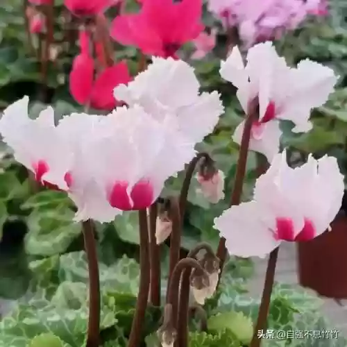 素心仙子阵容(最新灵魂莲华明昼阵容搭配)插图6 素心仙子阵容(最新灵魂莲华明昼阵容搭配)插图6
