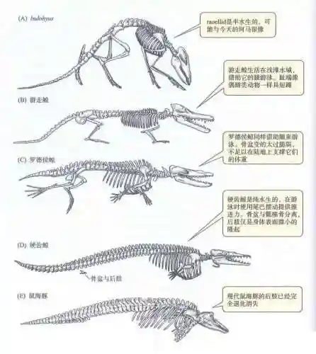 鲸鱼是鱼吗(鲸鱼属于什么动物)插图3