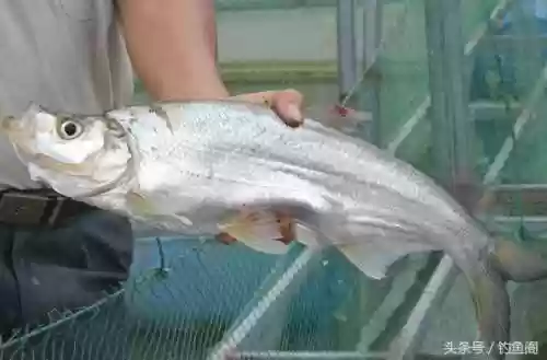 淡水鱼种类大全(鱼类大全看图识鱼)插图6