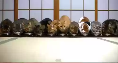 花样猫咪阵容(猫三国最强阵容)插图4