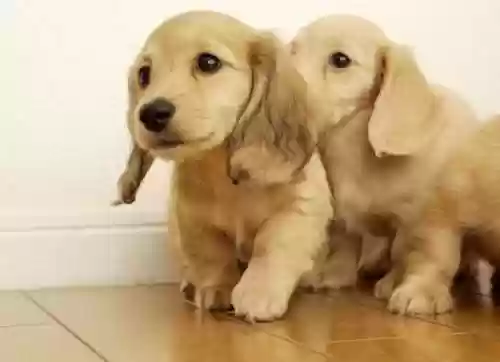 犬类智商排名(什么小狗最聪明排名第一)插图6