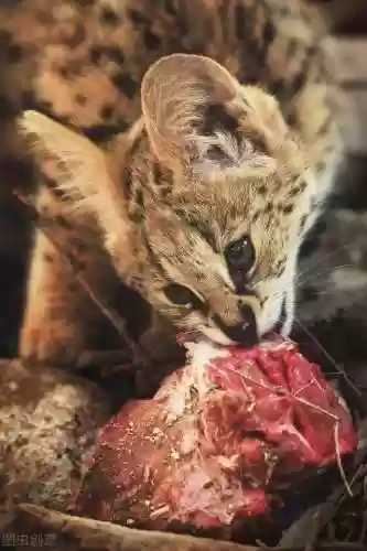 猫咪最新永久地域网名搜索(猫咪最新地域网名是什么)插图2