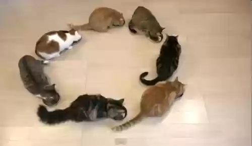 花样猫咪阵容(猫三国最强阵容)插图3
