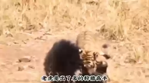 阿修罗狩猎阵容(阴阳寮狩猎战单人阵容)插图2