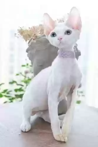 72种猫咪品种大全(猫品种大全100种图片)插图12