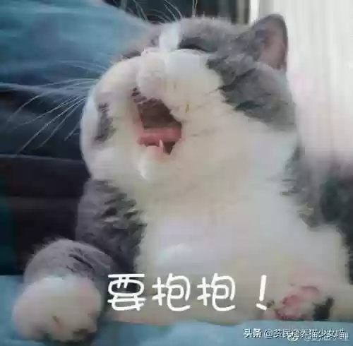 猫咪对话翻译器(猫语翻译器免费版)插图6