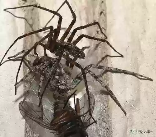 动物大作战无敌阵容(动物战争模拟器辅助菜单最新版)插图12
