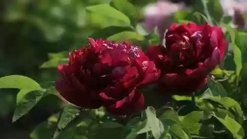 高平比赛阵容(剑盾双打阵容)插图11