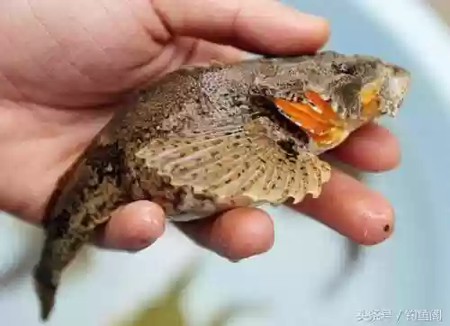 淡水鱼种类大全(鱼类大全看图识鱼)插图12