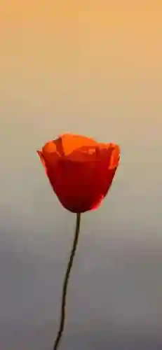 麻匪壁纸文件压缩包(麻匪mpkg文件200文件下载)插图18