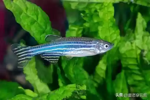 组队养鱼阵容(养鱼怎么搭配比较合适)插图2