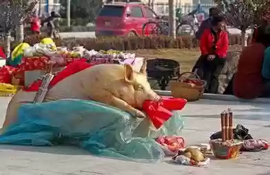 我在远古当祭司(我在原始部落当神仙)插图1