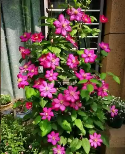创意庭院超强植物阵容攻略(耐阴耐寒的庭院植物)插图9