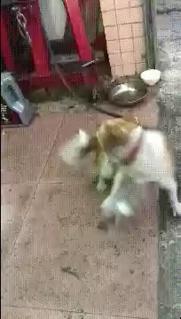 逗比搞笑图片(怎么在手机上玩逗比危机)插图10