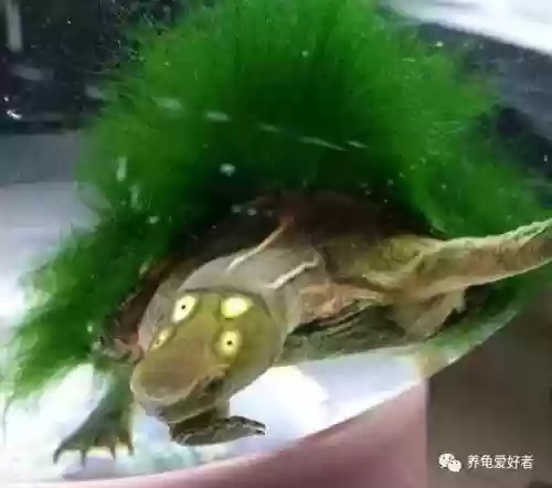 武林闲侠打乌龟阵容攻略(乌龟侠图片大全)插图3