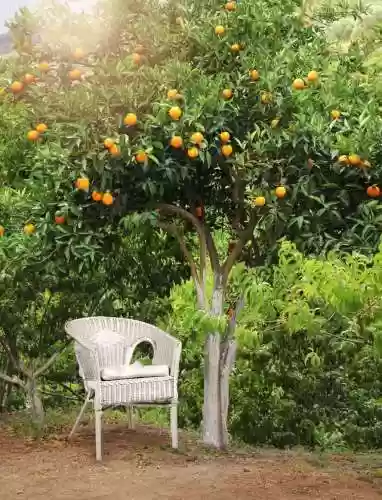 创意庭院超强植物阵容攻略(耐阴耐寒的庭院植物)插图19