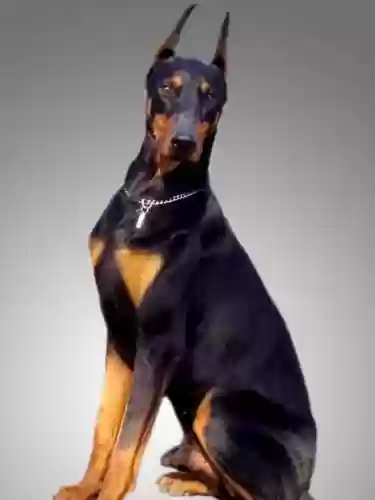 犬类智商排名(什么小狗最聪明排名第一)插图5