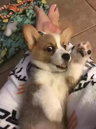 柯基狗狗图片(柯基犬多少钱一只)插图5