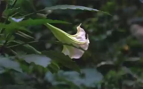 曼陀罗花语是什么意思(曼陀罗花的功效与作用及禁忌)插图4