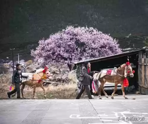 藏北最强阵容(原神四星角色阵容推荐)插图22