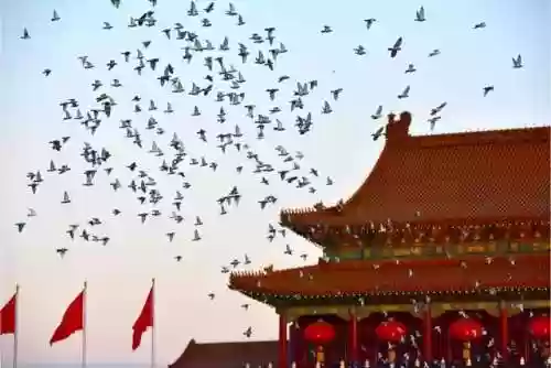 白鸽阵容搭配(夏季联赛最佳阵容)插图3