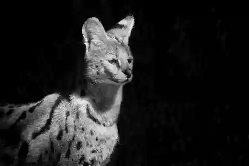 猫咪最新永久地域网名搜索(猫咪最新地域网名是什么)插图13