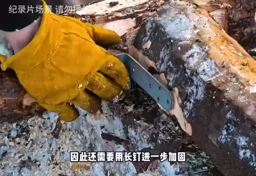 1男1女荒野求生完整版(荒野求生视频全集国语)插图1
