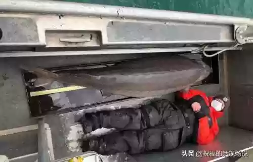 动物园里动物100种(动物园里有什么动物呢)插图12
