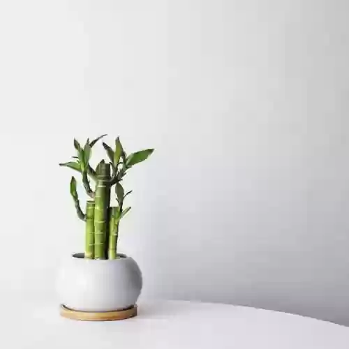 植物大战僵尸聚宝盆阵容(植物大战僵尸最强阵容搭配图片)插图5
