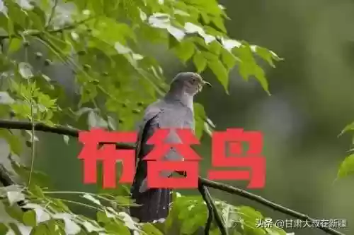 阴阳师布谷鸟阵容2022(2024阴阳师各副本阵容推荐)插图2