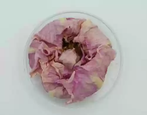 高平比赛阵容(剑盾双打阵容)插图20