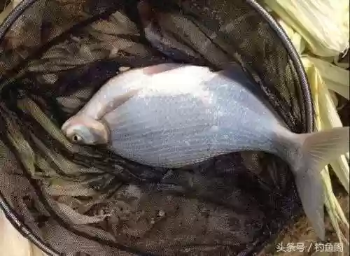 淡水鱼种类大全(鱼类大全看图识鱼)插图9