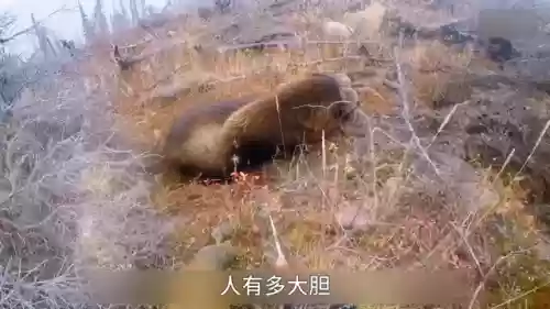 生存挑战一刀流阵容搭配(地牢求生阵容搭配)插图1