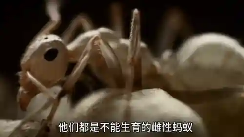 蚂蚁帝国最强昆虫阵容(十大最强昆虫排名)插图1