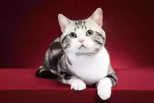 72种猫咪品种大全(猫品种大全100种图片)插图11