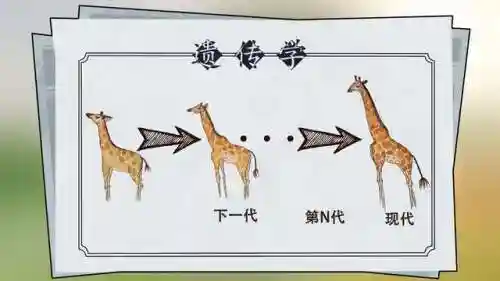 长颈鹿图片(熊猫图片)插图7 长颈鹿图片(熊猫图片)插图7