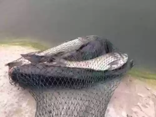 鲢鱼王阵容(闪烁之光最强阵容风王)