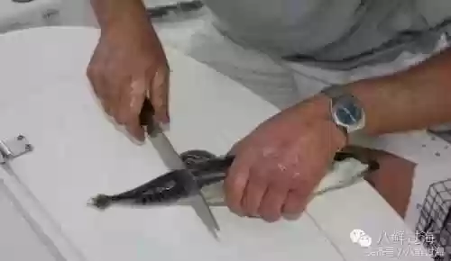 波士顿龙虾(波士顿龙虾的做法清蒸几分钟)插图11
